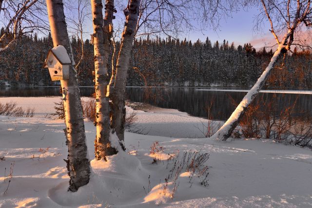 Birdhouse on Birch Tree in Snowy Forest at Sunset - Download Free Stock Photos Pikwizard.com