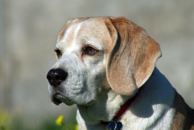 Beagle wearing a red collar alert and attentive. Perfect for use in pet care advertisements, animal behavior studies, domestic animal websites, or pet owner blogs.
