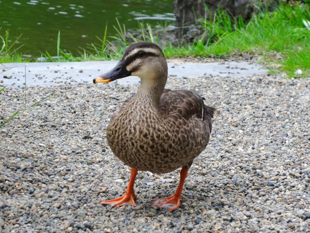 Close-up view of a brown duck standing on gravel near a pond, showcasing its natural habitat and behavior. Ideal for use in nature-related articles, educational content about wildlife, or promoting outdoor and nature-oriented activities.