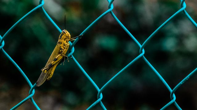 Bright yellow grasshopper holding onto blue wire fence in outdoor setting. Intricate details and vibrant colors showcase the beauty of nature. Suitable for educational materials, nature magazines, and websites focusing on wildlife and insects.