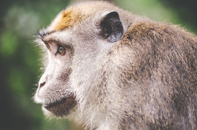 Monkey's close-up view depicts the intricate details of its fur and facial features, set against a blurred green backdrop. Great for wildlife studies, educational content, or themes around nature and animal behavior.