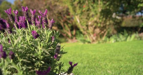 Sunlit lavender plant blooming in pot with purple spikes and silvery-green foliage, closeup
