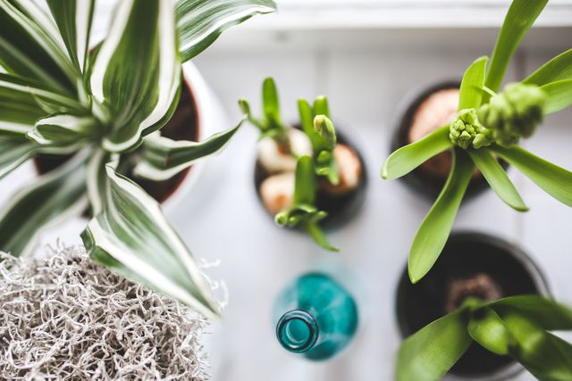 A top view of various green plants and succulents in pots placed on a window sill. Lush green foliage dominates the scene, giving a refreshing and natural ambiance. Ideal for use in articles and blogs about indoor gardening, home decor, or tips on maintaining houseplants.