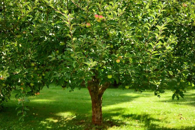 apple tree laden with fruit is surrounded by vibrant green grass. Perfect for gardening articles, horticulture tips, natural scenery marketing materials, backyard inspiration showcases, and nature-themed content.