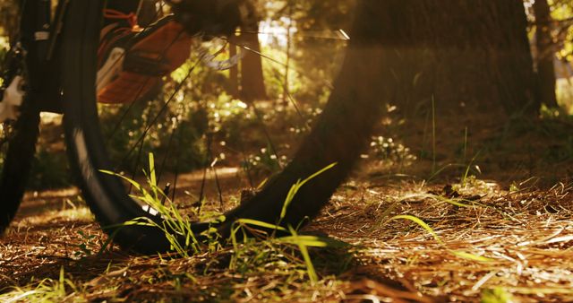 Cyclist Riding Bike on Forest Trail in Sunlight - Download Free Stock Images Pikwizard.com