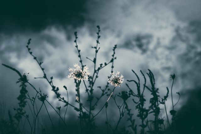 This tranquil scene captures the beauty of wildflowers silhouetted against a cloudy night sky. Ideal for use in nature-themed projects, backgrounds for meditative or relaxation content, and illustrating themes of serenity, darkness, and wilderness.