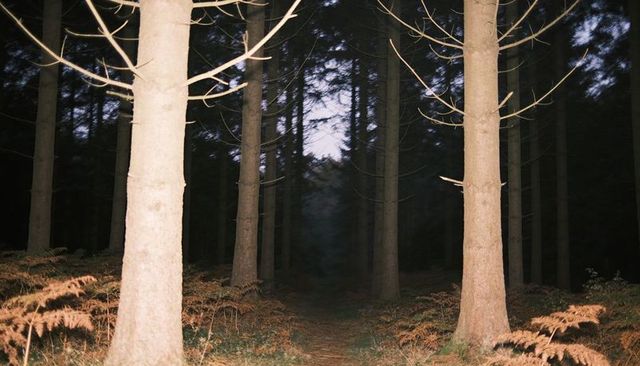 Framing conifer trunks leading narrow dirt trail into dim twilight forest with brown ferns