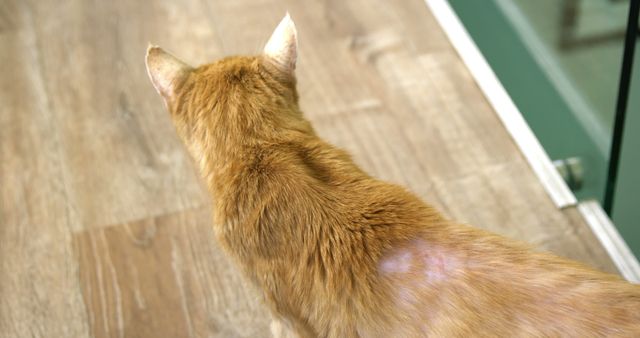 Close up of cute red cat walking on wooden floor in kitchen at home. Domestic life and pets.