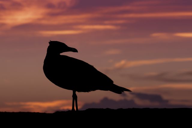 This striking scene captures a seagull standing in silhouette against a vibrant sunset sky. Ideal for projects related to nature, tranquility, and coastal themes. Perfect as a background image or for use in promotional materials hinting at peace and serenity.