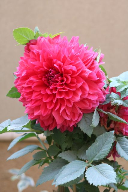 Close-up of Vibrant Pink Dahlia Flower with Lush Green Foliage - Download Free Stock Photos Pikwizard.com