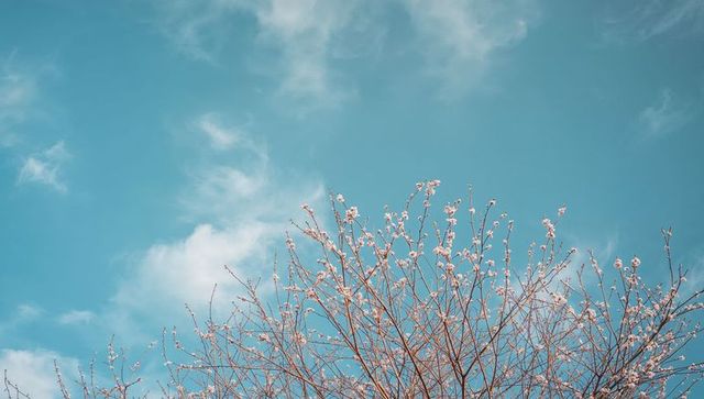 Turquoise sky with delicate spring blossoms reaching above bare treetops