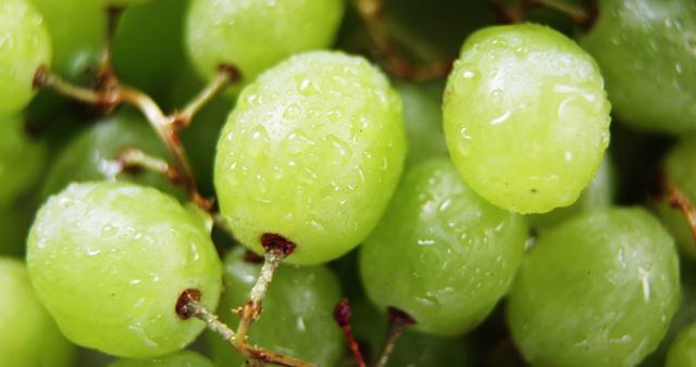 Ideal for use in food blogs, healthy eating promotional materials, or agricultural articles. This close-up showcases the vibrant freshness of green grapes, highlighting water droplets for an appetizing look.