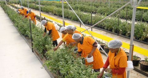 Agricultural workers managing greenhouse plantations