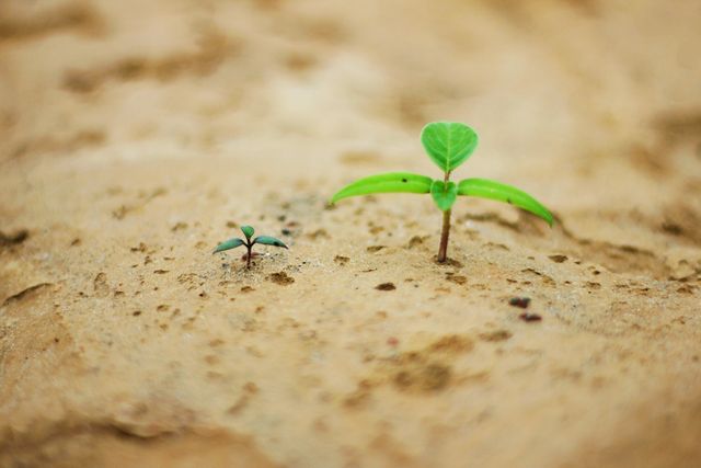 Small green seedlings emerging from dry soil, symbolizing new beginnings, growth, and resilience in nature. This visual can be used in environmental campaigns, educational materials on plant life cycles, agriculture studies, or inspiration for themes of resilience and hope.