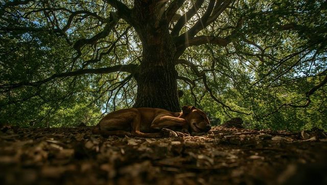 Sleeping brown dog beneath ancient oak with sunbeams filtering through lush forest canopy