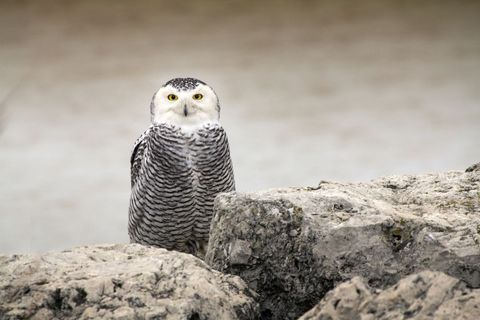 Snowy owl perched amongst rocky terrain