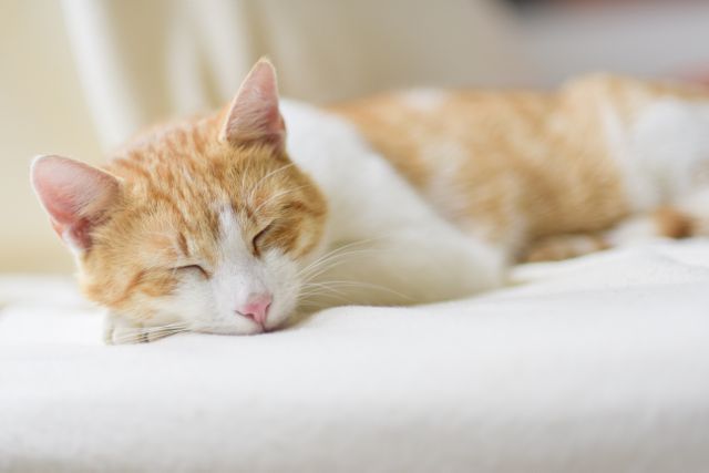 A content ginger and white cat sleeps soundly on a soft white blanket, embodying tranquility and relaxation. Ideal for use in articles or blogs about pet care, domestic cats, and the importance of adequate rest for pets. Can also be used in marketing materials for pet products, calming environments, or cozy home decor.
