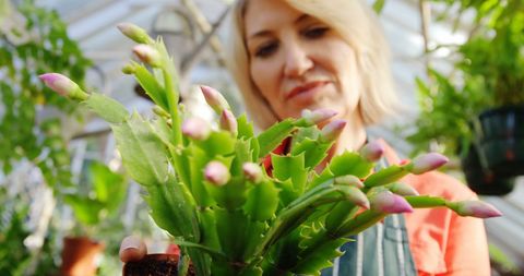 Woman Examining Flowering Cactus in Greenhouse