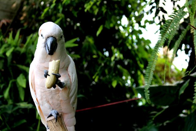 Sulphur-crested cockatoo Cockatoo Parrot - Download Free Stock Photos Pikwizard.com