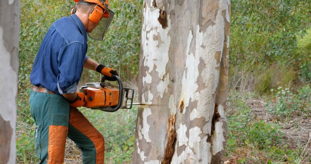 Lumberjack Cutting Tree in Forest with Chainsaw for Logging - Download Free Stock Images Pikwizard.com