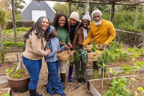 Multigenerational african american family harvesting vegetables in raised garden beds