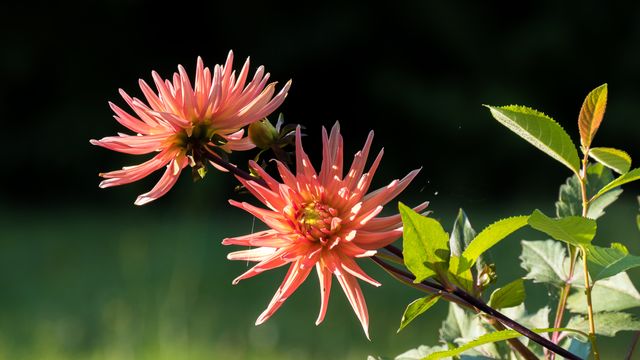 Pink dahlia flowers blooming in sunlight with vibrant petals and green leaves. Ideal for use in garden and flower themed projects, botanical illustrations, nature blogs, and outdoor lifestyle content.