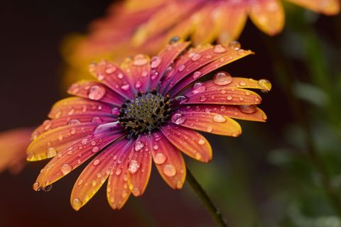Colorful Daisy Flower with Rain Dew in Misty Garden