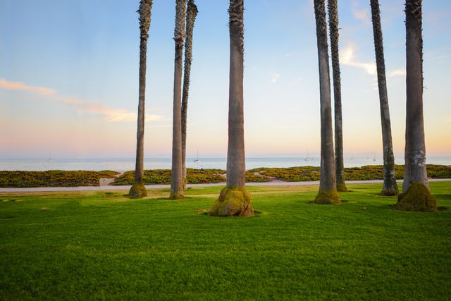 This serene landscape captures tall palm trees standing on lush green grass, with a calm ocean in the background during sunset. Ideal for use in travel brochures, nature photography websites, and wallpapers.