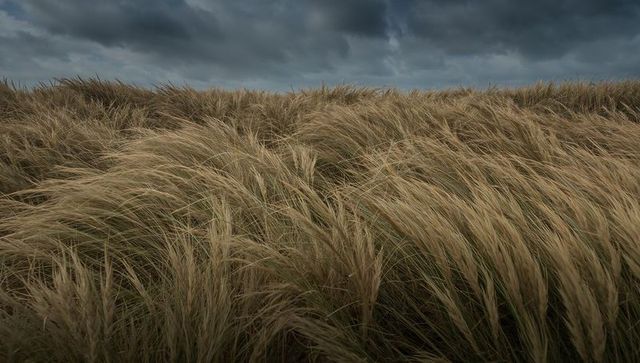 Swaying dune grasses under stormy sky on windswept coastal plain, moody overcast landscape