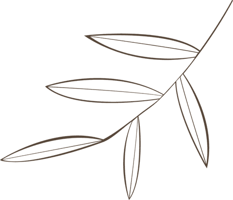Minimalist transparent line art branch illustration
