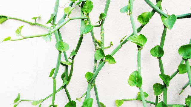 Green vines with heart-shaped leaves grow against a clean white wall, showcasing nature's beauty in a minimalist style. Ideal for use in landscaping designs, gardening, botany studies, home decor inspirations, or as nature-themed backgrounds.