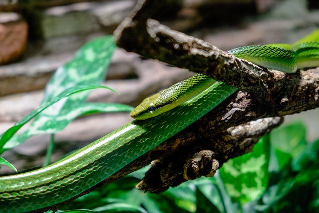 Green snake coiled on tree branch in lush forest - Download Free Stock Photos Pikwizard.com