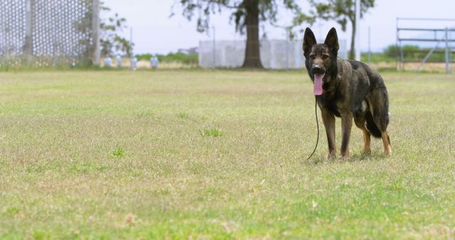 German Shepherd Standing in Field with Tongue Out - Download Free Stock Images Pikwizard.com