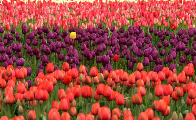 Field of Vibrant Red and Purple Tulips with a Single Yellow Tulip - Download Free Stock Photos Pikwizard.com