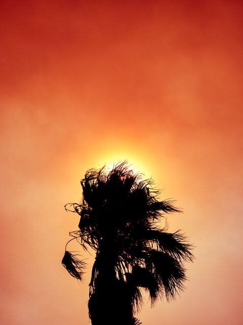 This image displays a striking silhouette of a palm tree against a fiery, orange sky during sunset. The sun glows intensely behind the tree, creating a dramatic and exotic atmosphere. Ideal for use in travel advertisements, tropical destination promotions, weather-related content, and background settings for various designs or publications.