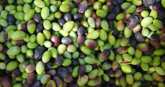 Close-Up of Freshly Harvested Olives in Various Stages of Ripeness - Download Free Stock Images Pikwizard.com