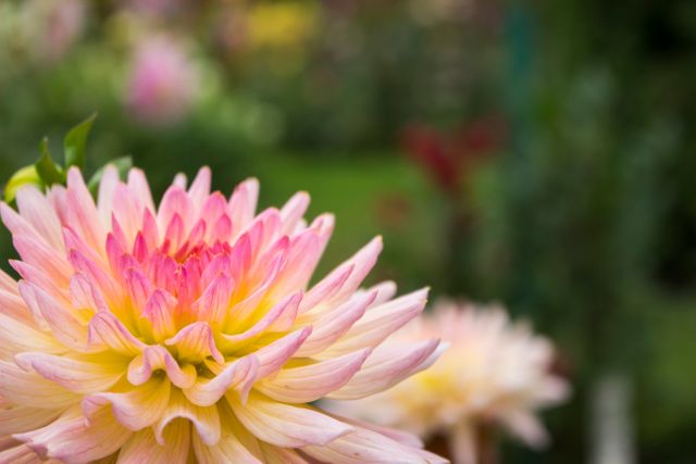 Close-Up Of Vibrant Dahlia Bloom In Garden - Download Free Stock Photos Pikwizard.com