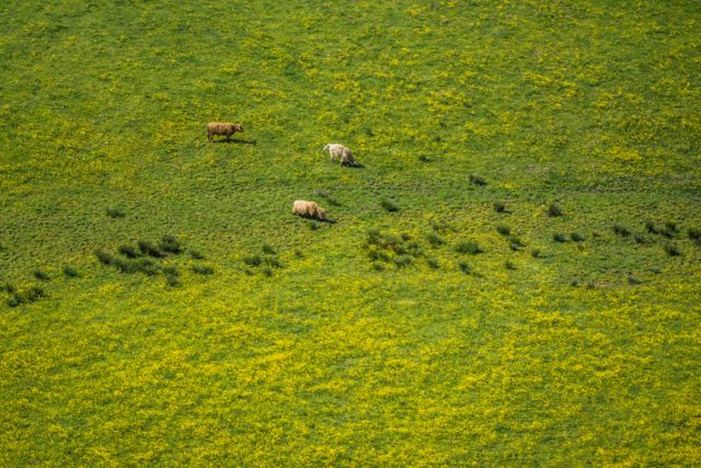 Aerial View of Cows Grazing on Green Field with Yellow Wildflowers - Download Free Stock Photos Pikwizard.com
