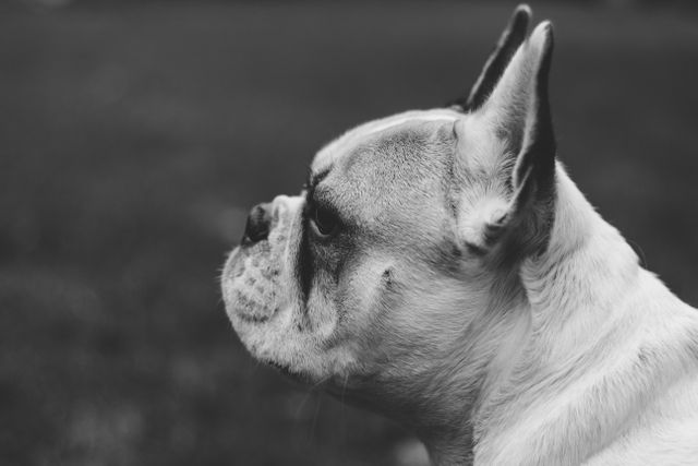 This black and white close-up portrait of a French bulldog shows its profile with a serious expression. Ideal for use in pet-related content, animal blogs, websites, or social media posts focused on dogs. Perfect for illustrating articles about canine behavior, dog breeds, or pet care.