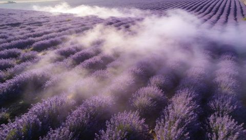 Dawn lavender fields with rolling mist weaving through neat rows and golden light