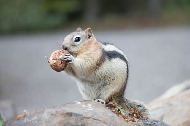 This image features an adorably cute squirrel holding and eating a nut while perched on a rock in its natural forest habitat. Ideal for use in nature and wildlife blogs, educational materials about animals, or as a charming visual on social media platforms.