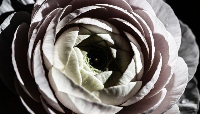 Revealing pale-pink ranunculus macro with green core, dew drops and layered petals