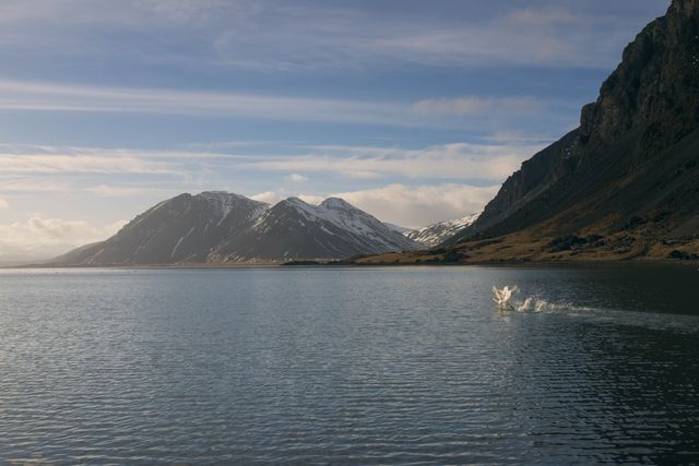 Serene Lake with Mountains and Swans at Dawn - Download Free Stock Photos Pikwizard.com