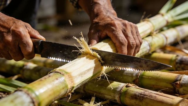 Weathered hands slicing sugarcane with serrated machete on rustic bench