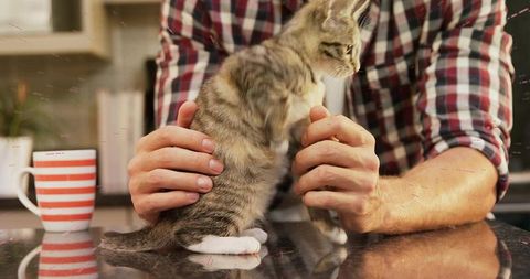 Man in plaid holding tabby kitten on kitchen counter with striped mug and cozy morning