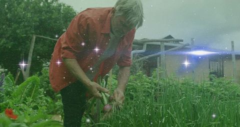 Senior Gardener Harvesting Onions with Sparkling Lights Overlay