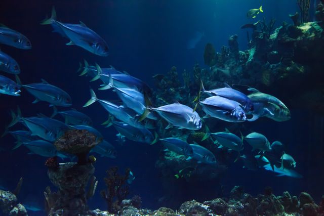 Large School of Silver Fish Swimming in Dark Blue Ocean - Download Free Stock Photos Pikwizard.com
