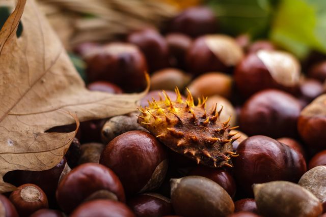 Close-Up of Autumn Chestnuts with Spiky Husk and Dry Leaves - Download Free Stock Photos Pikwizard.com