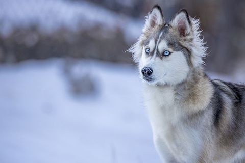 Majestic Husky in a Snowy Landscape