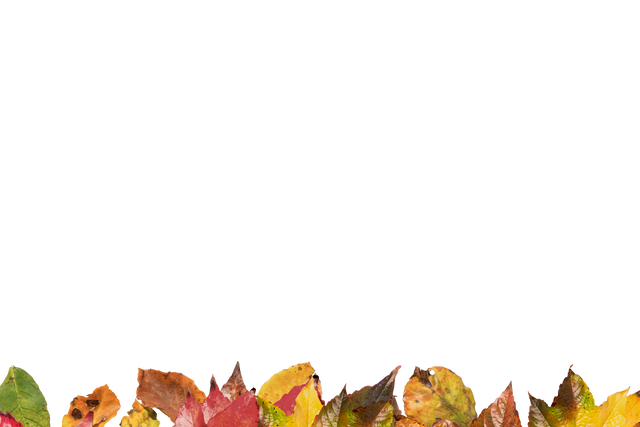 Colorful Autumn Leaves on Transparent Background Illustration - Download Free Stock Videos Pikwizard.com